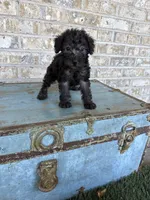 Breeze, a female Miniature Labradoodle for sale in Bowling Green, KY – 2 of 7
