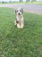 Birdie, a female Miniature Bernedoodle for sale in Bowling Green, KY – 2 of 6