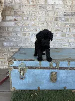 Bandit, a male Miniature Labradoodle for sale in Bowling Green, KY – 4 of 7