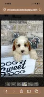 Brook, a female Miniature Bernedoodle for sale in Bowling Green, KY – 3 of 4