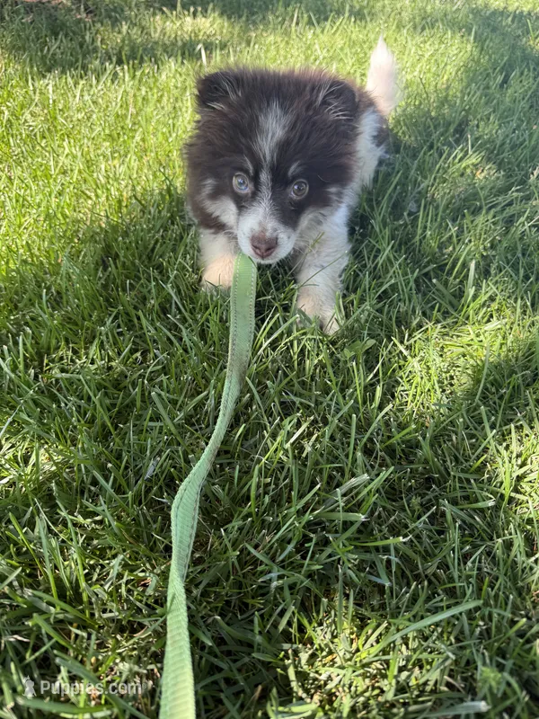 Batman – Pomsky puppy for sale in Bowling Green, KY
