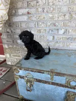 Bella , a female Miniature Labradoodle for sale in Bowling Green, KY – 4 of 6