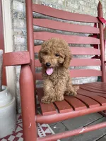 Taco, a male Miniature Labradoodle for sale in Bowling Green, KY – 2 of 7