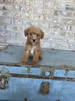 Bentley , a male Miniature Labradoodle for sale in Bowling Green, KY – 5 of 7