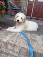 Bougie, a female Miniature Bernedoodle for sale in Bowling Green, KY – 3 of 6
