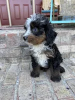 Daisy, a female Miniature Bernedoodle for sale in Bowling Green, KY – 2 of 6