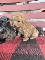 Teddy, a male Miniature Aussiedoodle for sale in Bowling Green, KY – 4 of 6