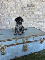 Bluebell , a female Miniature Labradoodle for sale in Bowling Green, KY – 3 of 6