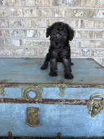 Breeze, a female Miniature Labradoodle for sale in Bowling Green, KY – 4 of 7