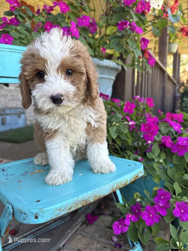 Dolly – Miniature Bernedoodle puppy for sale in Bowling Green, KY