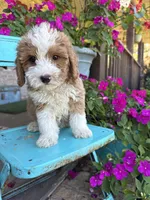 Dolly, a female Miniature Bernedoodle for sale in Bowling Green, KY – 1 of 6