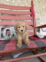 Myles, a male Miniature Labradoodle for sale in Bowling Green, KY – Photo 1 of 6