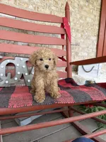 Myles, a male Miniature Labradoodle for sale in Bowling Green, KY – Photo 6 of 6