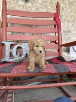 Myles, a male Miniature Labradoodle for sale in Bowling Green, KY – Photo 5 of 6
