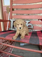 Myles, a male Miniature Labradoodle for sale in Bowling Green, KY – Photo 3 of 6