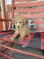 Myles, a male Miniature Labradoodle for sale in Bowling Green, KY – Photo 2 of 6