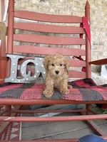 Myles, a male Miniature Labradoodle for sale in Bowling Green, KY – Photo 4 of 6