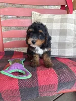 Benny, a male Miniature Bernedoodle for sale in Bowling Green, KY – 2 of 4