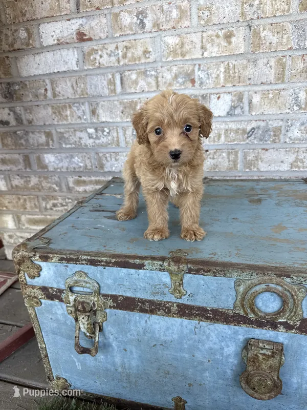 Birdie  – Miniature Labradoodle puppy for sale in Bowling Green, KY