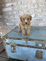 Birdie , a female Miniature Labradoodle for sale in Bowling Green, KY – 1 of 7