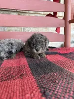 Moose, a male Miniature Aussiedoodle for sale in Bowling Green, KY – 5 of 6