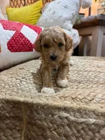 processed/21e01cdb-87ef-408c-a1b7-c979f635b61c/listing/6d246da1-6346-43c2-9c7b-81099baf9886/b70affa4-215e-4c64-b39c-7830eb4325e1