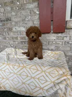 Toby , a male Miniature Labradoodle for sale in Bowling Green, KY – 6 of 7