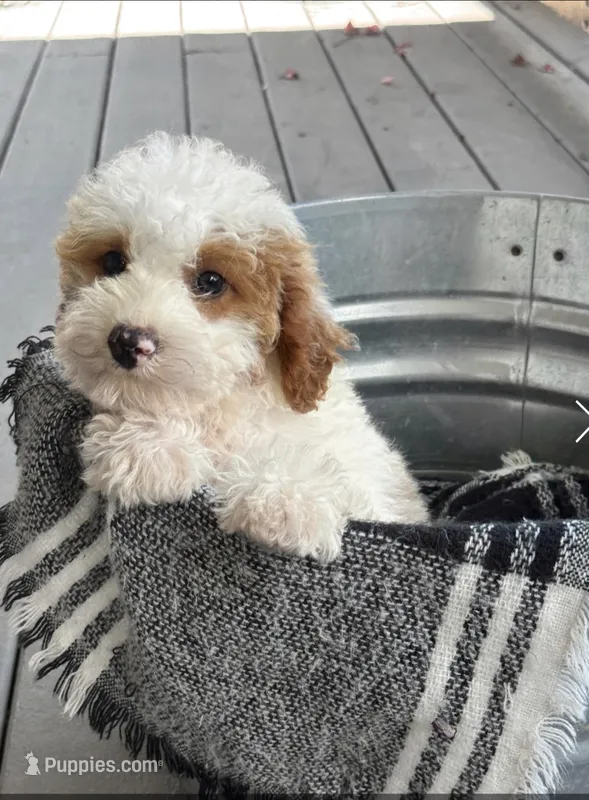 Brook – Miniature Bernedoodle puppy for sale in Bowling Green, KY