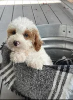 Brook, a female Miniature Bernedoodle for sale in Bowling Green, KY – 1 of 4