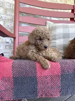 Terri , a female Miniature Labradoodle for sale in Bowling Green, KY – 2 of 6