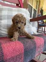 Taco, a male Miniature Labradoodle for sale in Bowling Green, KY – 3 of 7