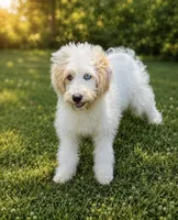 Bougie, a female Miniature Bernedoodle for sale in Bowling Green, KY – 4 of 7