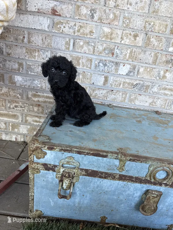 Bella  – Miniature Labradoodle puppy for sale in Bowling Green, KY