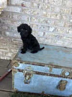 Bella , a female Miniature Labradoodle for sale in Bowling Green, KY – 1 of 6