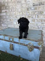 Bonnie, a female Miniature Labradoodle for sale in Bowling Green, KY – 3 of 10