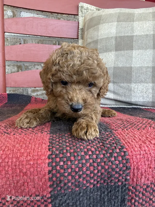 Trixie – Miniature Labradoodle puppy for sale in Bowling Green, KY