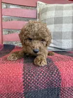Trixie, a female Miniature Labradoodle for sale in Bowling Green, KY – 1 of 5