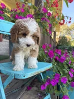 Dolly, a female Miniature Bernedoodle for sale in Bowling Green, KY – 2 of 6