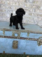 Bear, a male Miniature Labradoodle for sale in Bowling Green, KY – 5 of 8