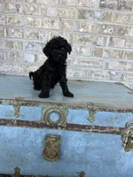 Bear, a male Miniature Labradoodle for sale in Bowling Green, KY – 6 of 8
