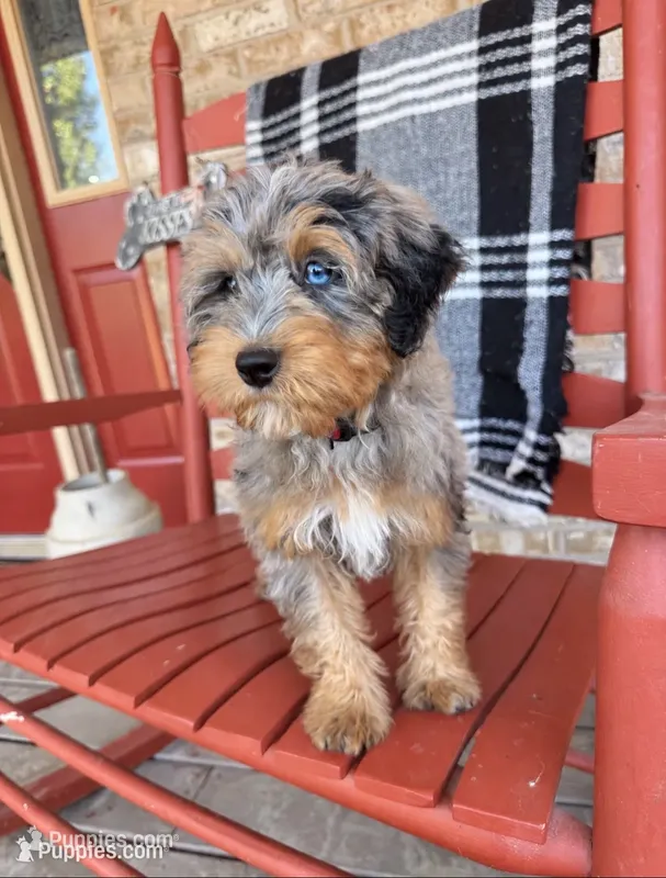 Duke – Miniature Bernedoodle puppy for sale in Bowling Green, KY