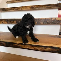 Calvin, a male Cavapoo for sale in Bowling Green, KY – Photo 1 of 4