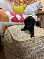 Calvin, a male Cavapoo for sale in Bowling Green, KY – Photo 1 of 5