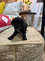 Calvin, a male Cavapoo for sale in Bowling Green, KY – Photo 4 of 5