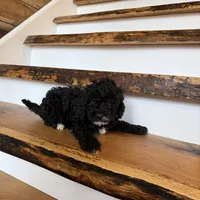 Calvin, a male Cavapoo for sale in Bowling Green, KY – Photo 2 of 4