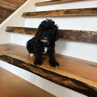 Calvin, a male Cavapoo for sale in Bowling Green, KY – Photo 3 of 4