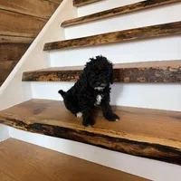 Calvin, a male Cavapoo for sale in Bowling Green, KY – Photo 4 of 4