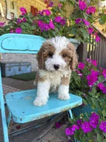 Dolly, a female Miniature Bernedoodle for sale in Bowling Green, KY – 6 of 6
