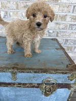 Betsy, a female Miniature Labradoodle for sale in Bowling Green, KY – 2 of 9