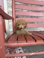 Taco, a male Miniature Labradoodle for sale in Bowling Green, KY – 3 of 7